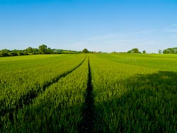fields-1