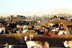 cattle_in_harris_ranch_feedlot