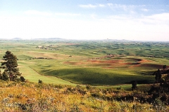 palouse_plains_in_washington_stare